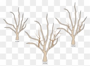 Crabapple Pruning- Water Sprout Growth 1st 3 Years - Crab Apple Tree Pruning - Free Transparent PNG Clipart Images Download. - Transparent PNG Free Download
