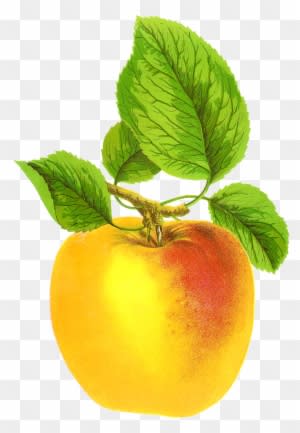 Free Digital Fruit Images Vintage Clip Art Apple Grime's - Vintage Apple Free - Free Transparent PNG Clipart Images Download. - Transparent PNG Free Download