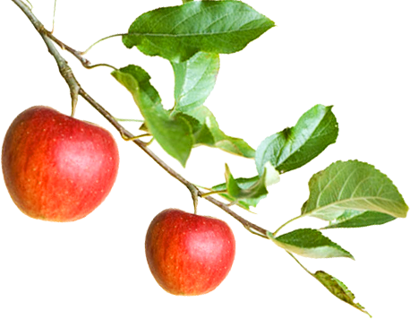 Apple - Apple On A Branch - Free Transparent PNG Clipart Images Download. - Transparent PNG Free Download