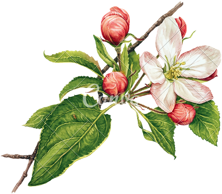 Watercolor With Apple Tree In Blossom - Apple Tree Blossoms Clip Art - Free Transparent PNG Clipart Images Download. - Transparent PNG Free Download