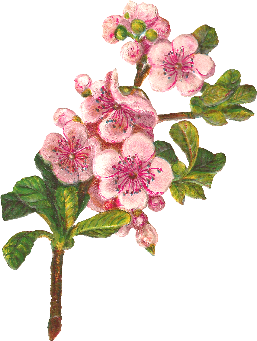 Flower Blossom Apple Image - Apple Blossom Clip Art - Free Transparent PNG Clipart Images Download. - Transparent PNG Free Download