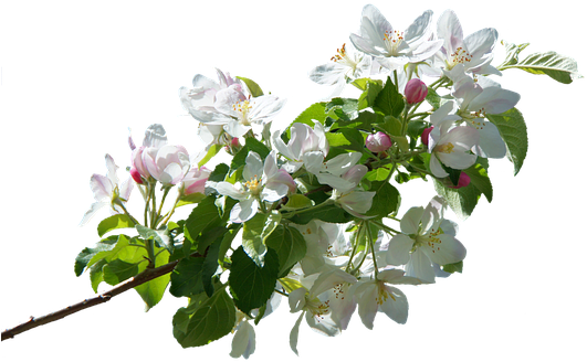 Apple Tree Branches Png Transparent - Free Transparent PNG Clipart Images Download. - Transparent PNG Free Download