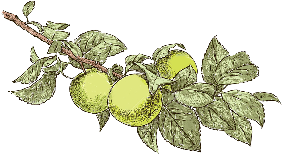 Bulgarian Apple - “ - Drawings Of Apple Trees Realistic - Free Transparent PNG Clipart Images Download. - Transparent PNG Free Download