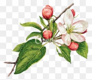 Watercolor With Apple Tree In Blossom - Apple Tree Blossoms Clip Art - Free Transparent PNG Clipart Images Download. - Transparent PNG Free Download