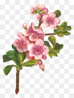 Flower Blossom Apple Image - Apple Blossom Clip Art - Free Transparent PNG Clipart Images Download. - Transparent PNG Free Download