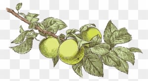 Bulgarian Apple - “ - Drawings Of Apple Trees Realistic - Free Transparent PNG Clipart Images Download. - Transparent PNG Free Download