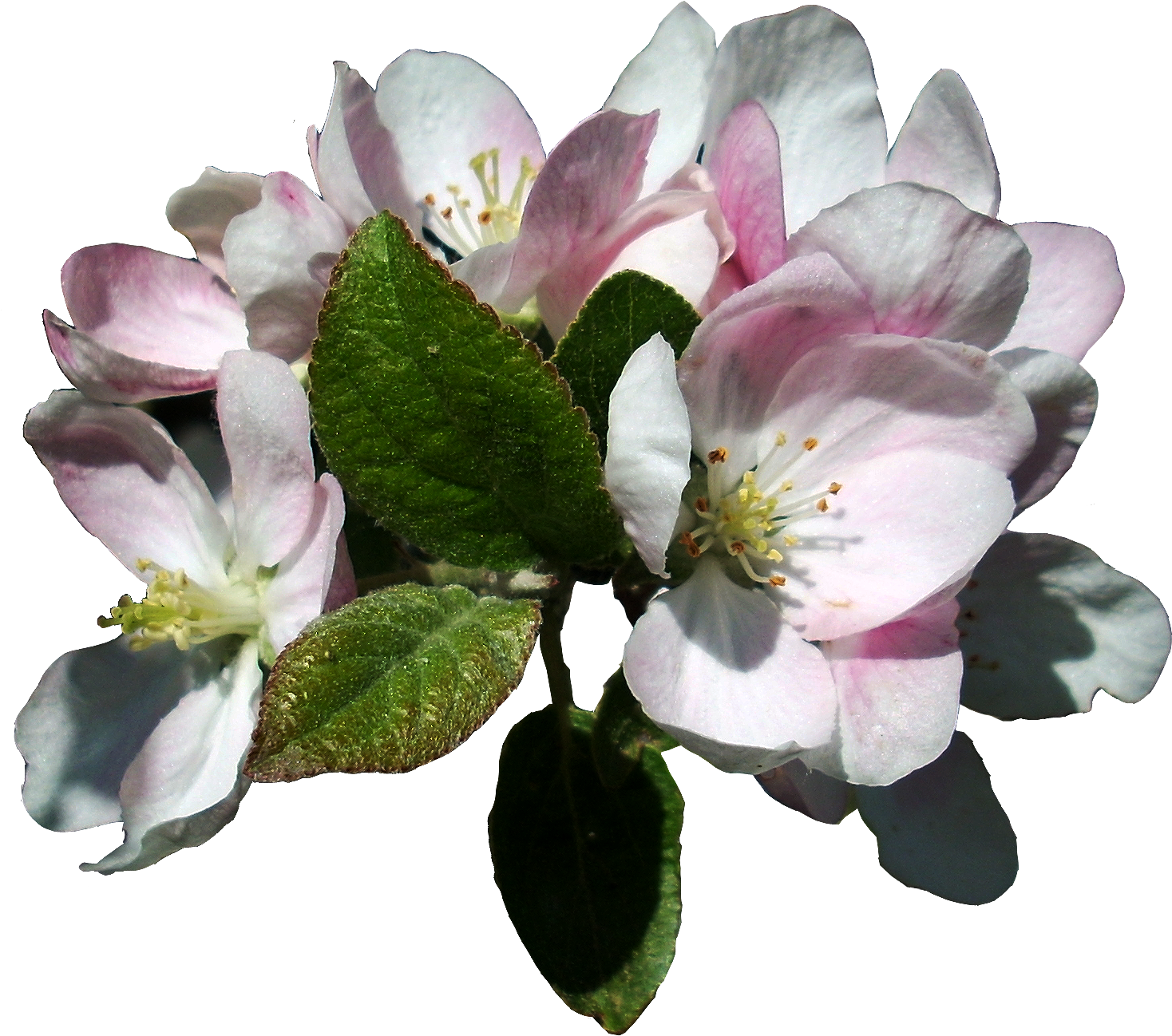Apple Blossoms 3 Stock, Isolated Png By Vashadaiisha - Apple Blossom Flower Transparent - Free Transparent PNG Clipart Images Download. - Transparent PNG Free Download