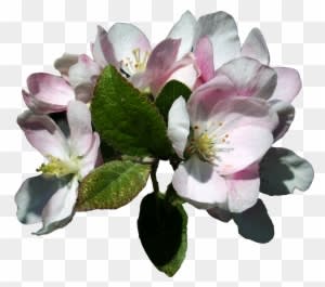 Apple Blossoms 3 Stock, Isolated Png By Vashadaiisha - Apple Blossom Flower Transparent - Free Transparent PNG Clipart Images Download. - Transparent PNG Free Download