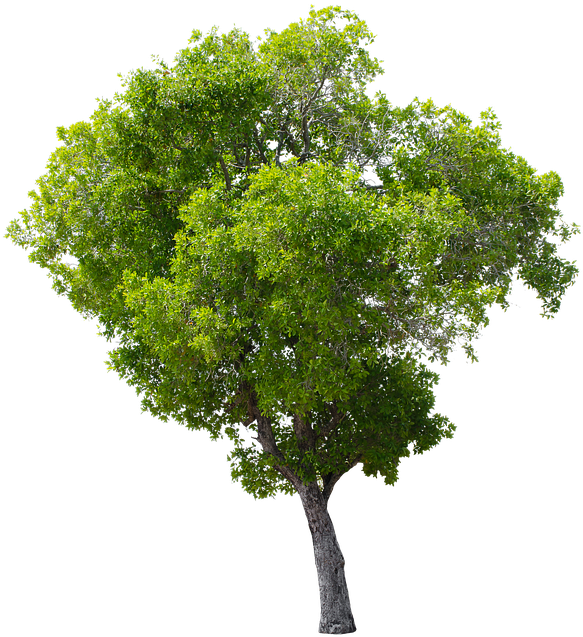 Tree, Green, Isolated, Garden, Forest, Decoration - Apple Tree Without Fruit - Free Transparent PNG Clipart Images Download. - Transparent PNG Free Download