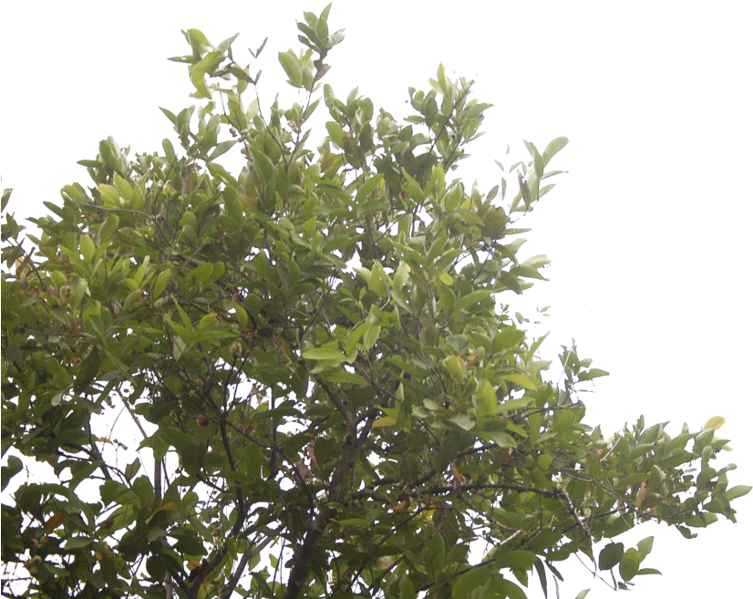 The Rose Apple Tree By Blur Stock - Rose Apple Tree Png - Free Transparent PNG Clipart Images Download. - Transparent PNG Free Download