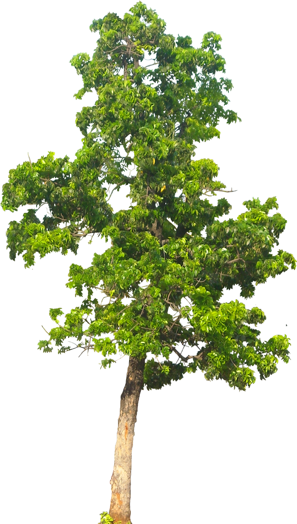 20 Free Tree Png Images - Apple Tree Png - Free Transparent PNG Clipart Images Download. - Transparent PNG Free Download