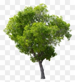 Tree, Green, Isolated, Garden, Forest, Decoration - Apple Tree Without Fruit - Free Transparent PNG Clipart Images Download. - Transparent PNG Free Download