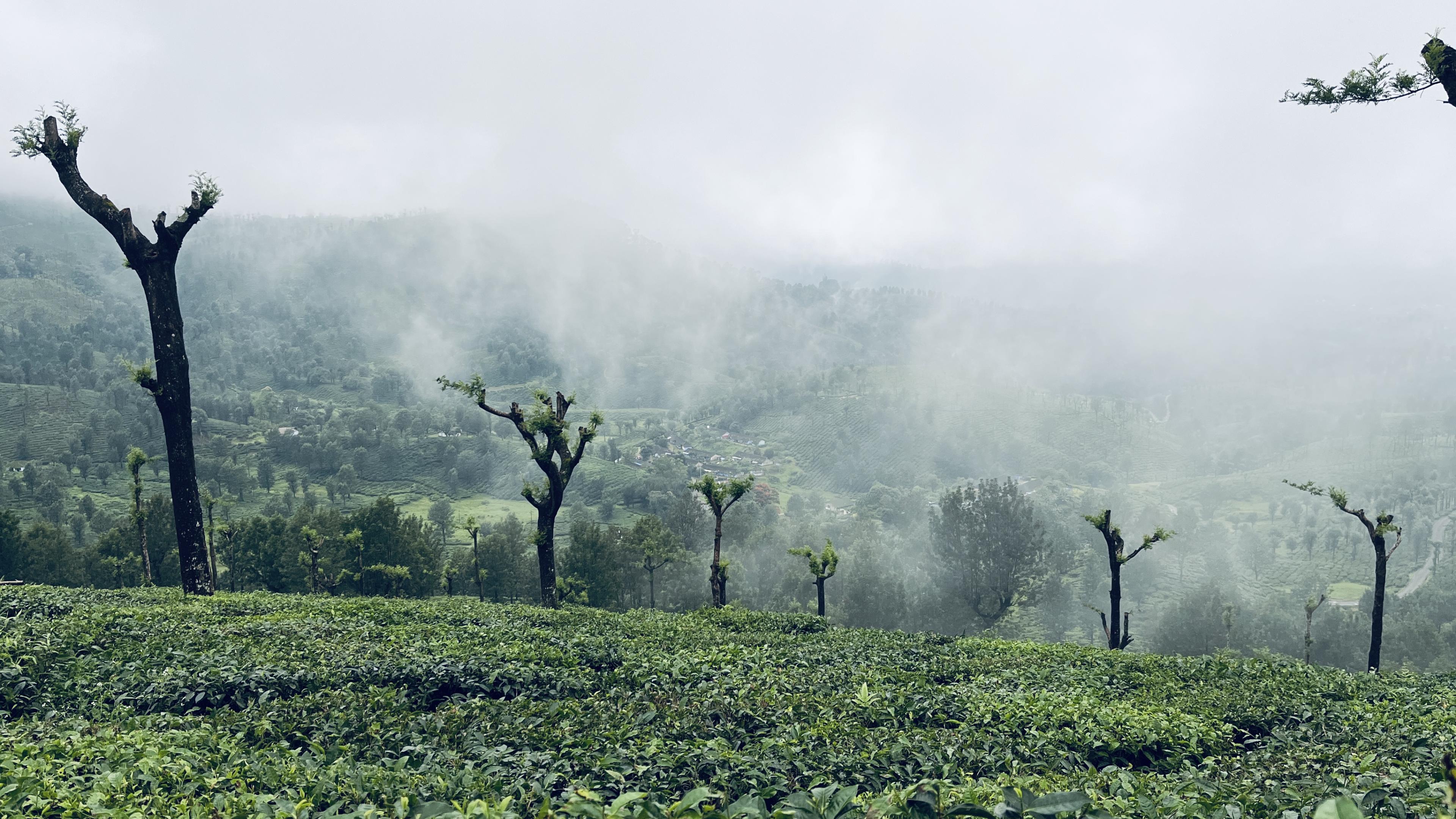 Valparai Landscape