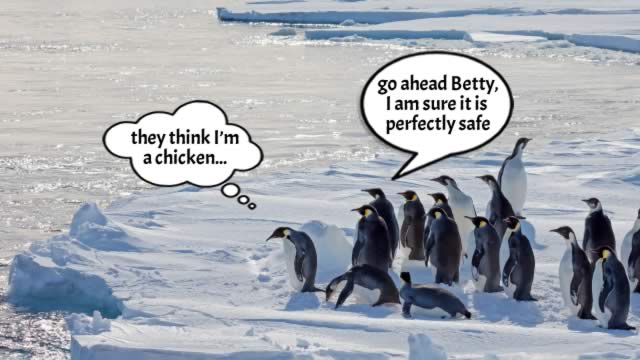 First Penguin Theory