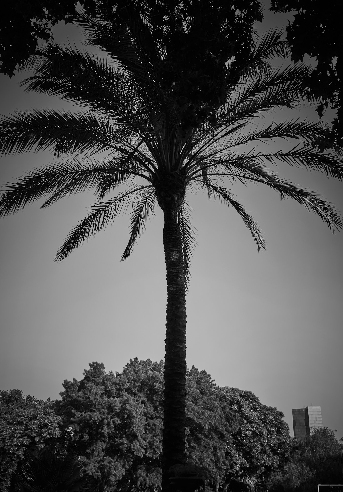 barcelona-web 43