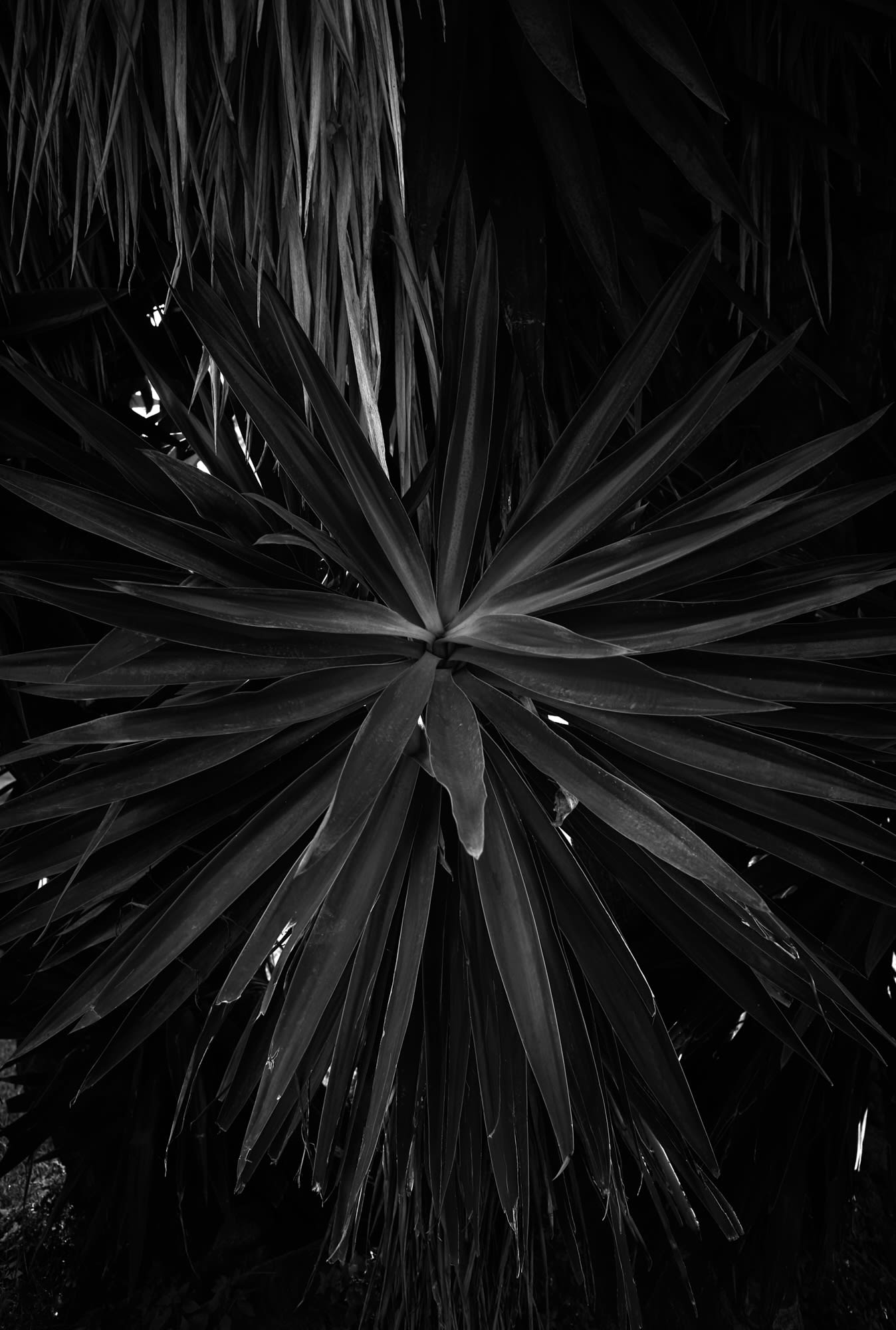 barcelona-web 53