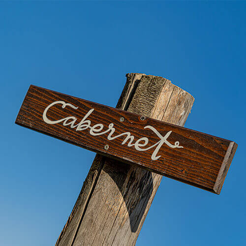 Vigneti - Petra Bianca - Tenuta Agricola Biologica