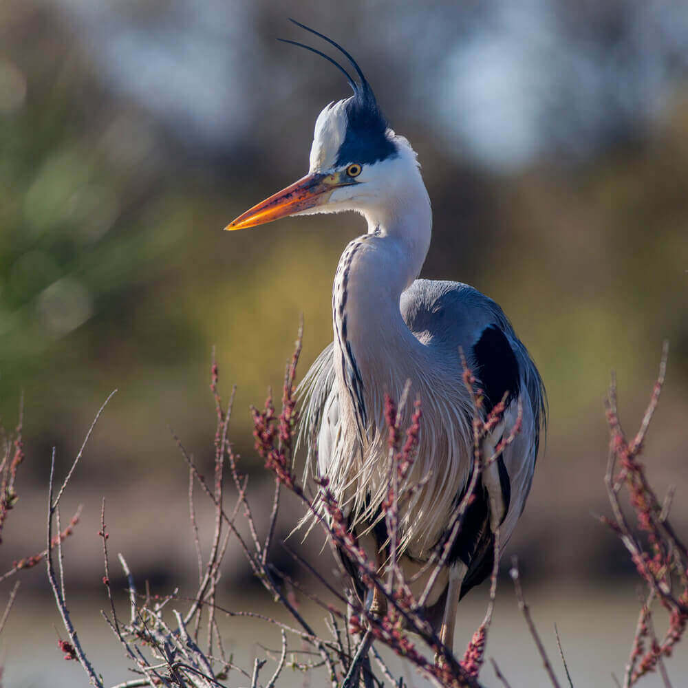 Canoa gita Bianca - Tenuta Agricola Biologica