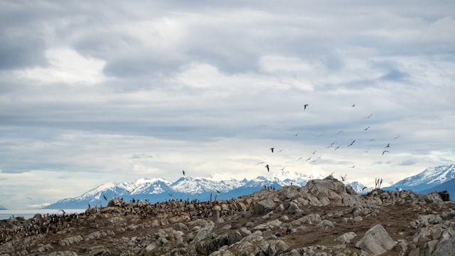 https://copie-back-magellan.onrender.comushuaia observation des oiseaux