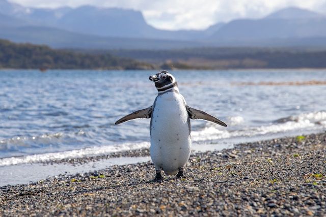 https://copie-back-magellan.onrender.comushuaia randonnee avec les pingouins