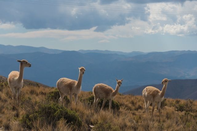 https://copie-back-magellan.onrender.comsalta quebrada de humahuaca