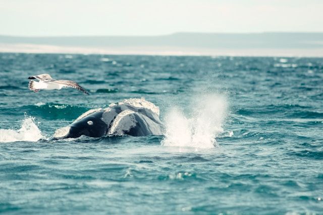 https://res.cloudinary.com/dvtx69f1o/image/upload/v1710351694/puerto_madryn_el_doradillo_0b1d03b672.jpg