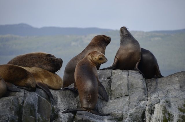 https://res.cloudinary.com/dvtx69f1o/image/upload/v1710351694/puerto_madryn_loberia_punta_loma_65c7aafe5b.jpg