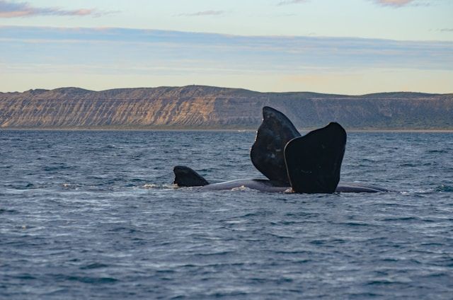 https://res.cloudinary.com/dvtx69f1o/image/upload/v1712948477/navigation_et_observation_des_baleines_a40f87b401.jpg