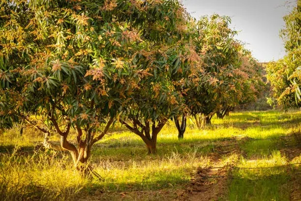 Mango Groves
