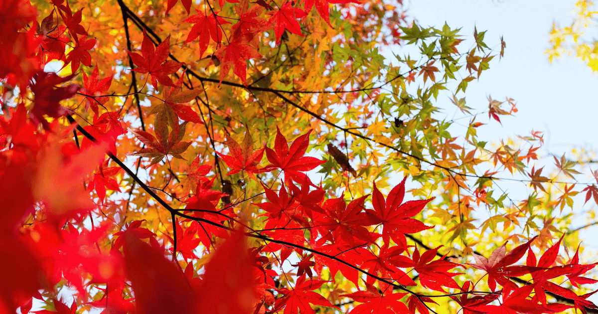 北海道で絶対見たい紅葉スポット7選!日本一早い秋を満喫する完全ガイド2025