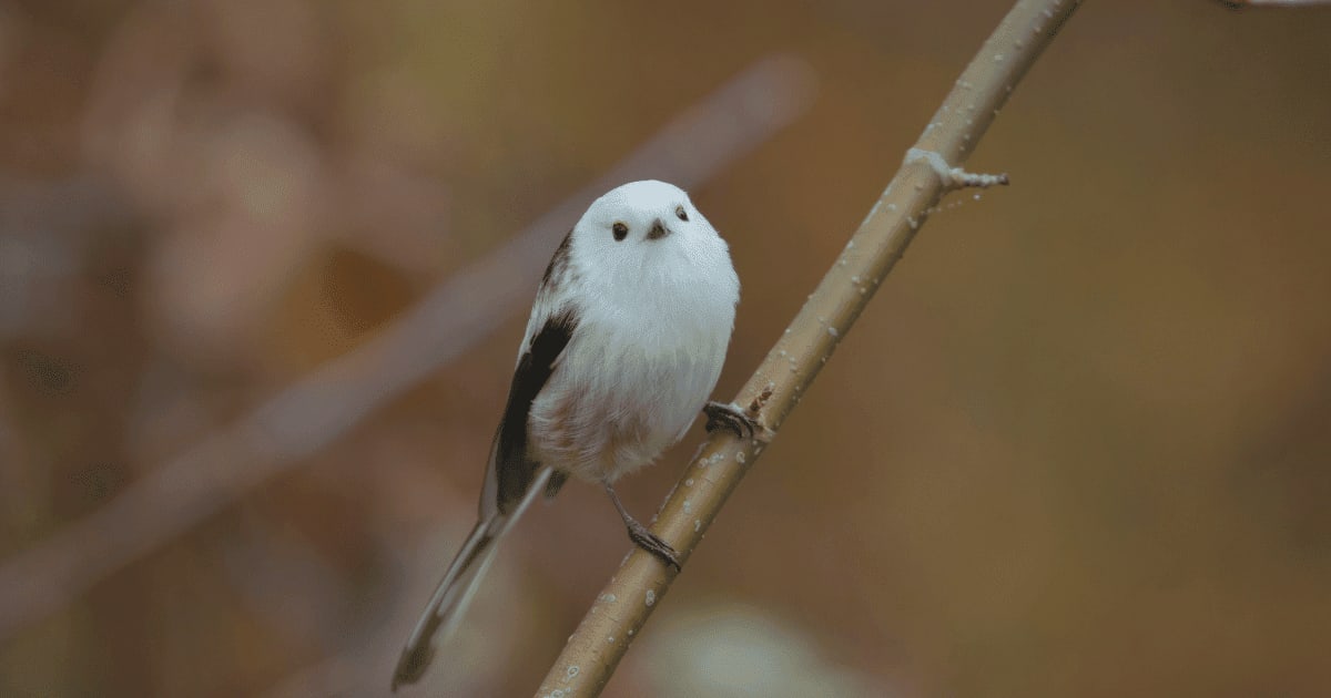 「夏のシマエナガ」は別人!? 雪の妖精の知られざる夏の姿に密着