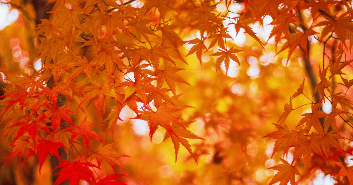 さっぽろオータムフェスト2025完全ガイド!北海道最大級の食の祭典を楽しもう