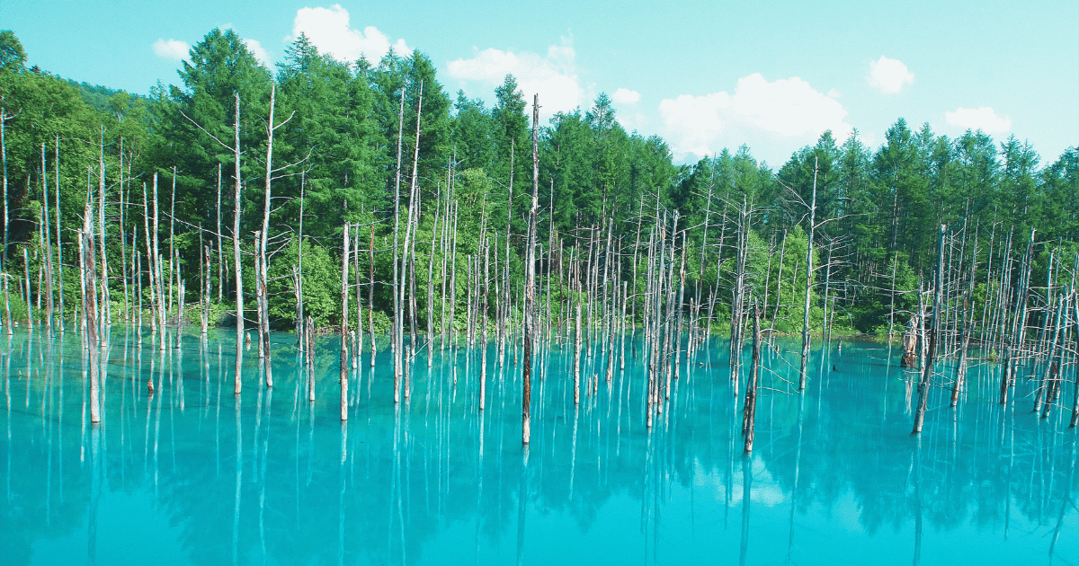 札幌発!富良野・美瑛ドライブ完全ガイド【絶景コース&グルメ情報】