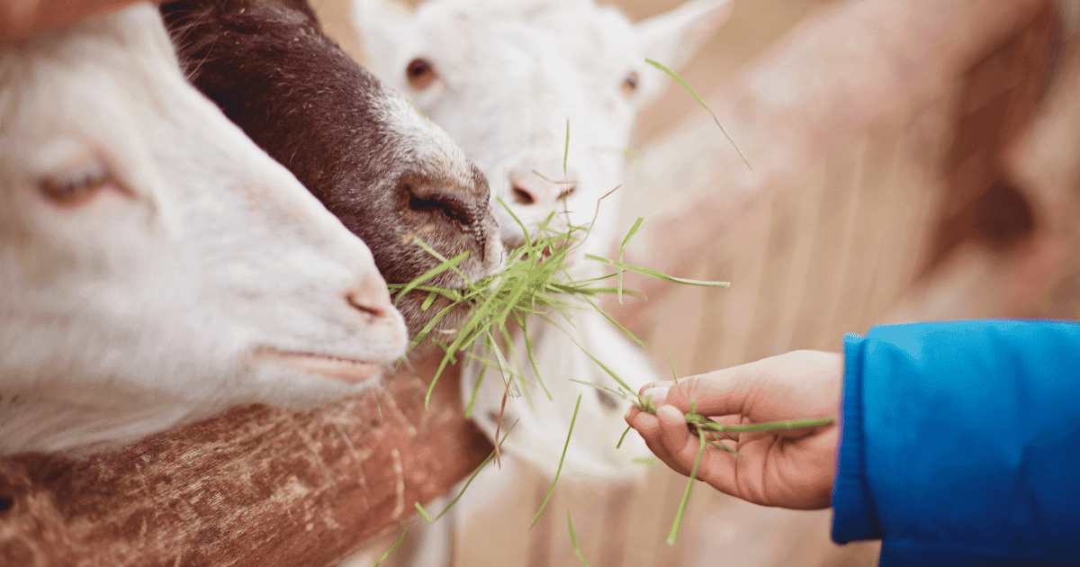 北海道の動物園完全ガイド:雄大な自然と動物たちの魅力
