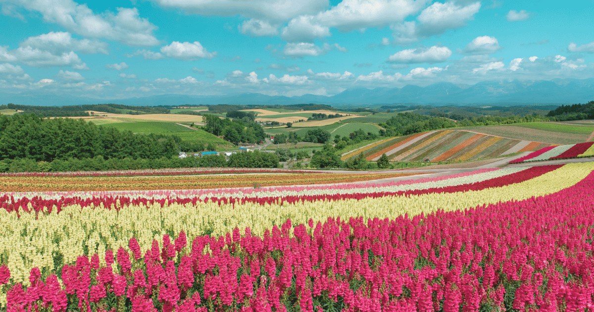 北海道ドライブ完全ガイド!絶景ルートからおすすめ観光スポットまで徹底解説