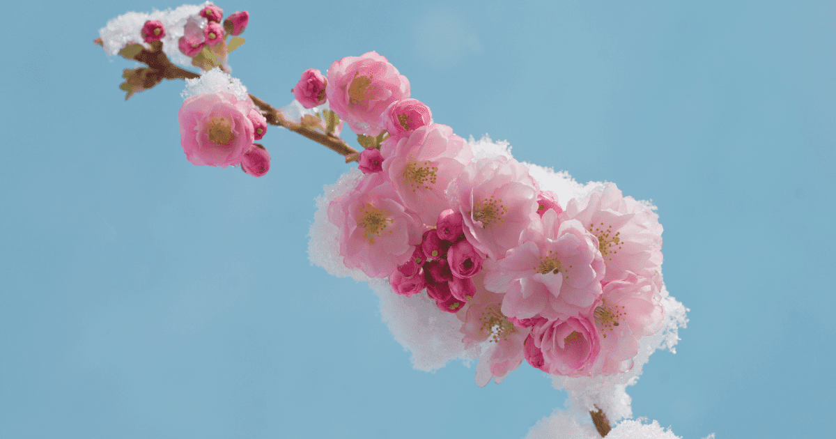 ゴールデンウィーク北海道の服装ガイド2025|異例の雪対策も