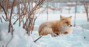 北海道移住の魅力と現実：トモとアヤの雪国生活奮闘記