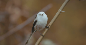 「夏のシマエナガ」は別人!? 雪の妖精の知られざる夏の姿に密着