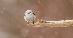 北海道の雪の妖精「シマエナガ」に恋をした日