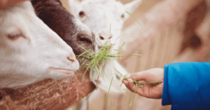 北海道の動物園完全ガイド：雄大な自然と動物たちの魅力