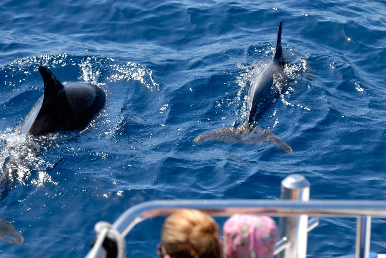 Dolphin Watching Tours