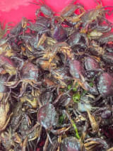 CUA ĐỒNG XAY nguyên chất 1KG
