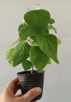 cây sương sâm lông