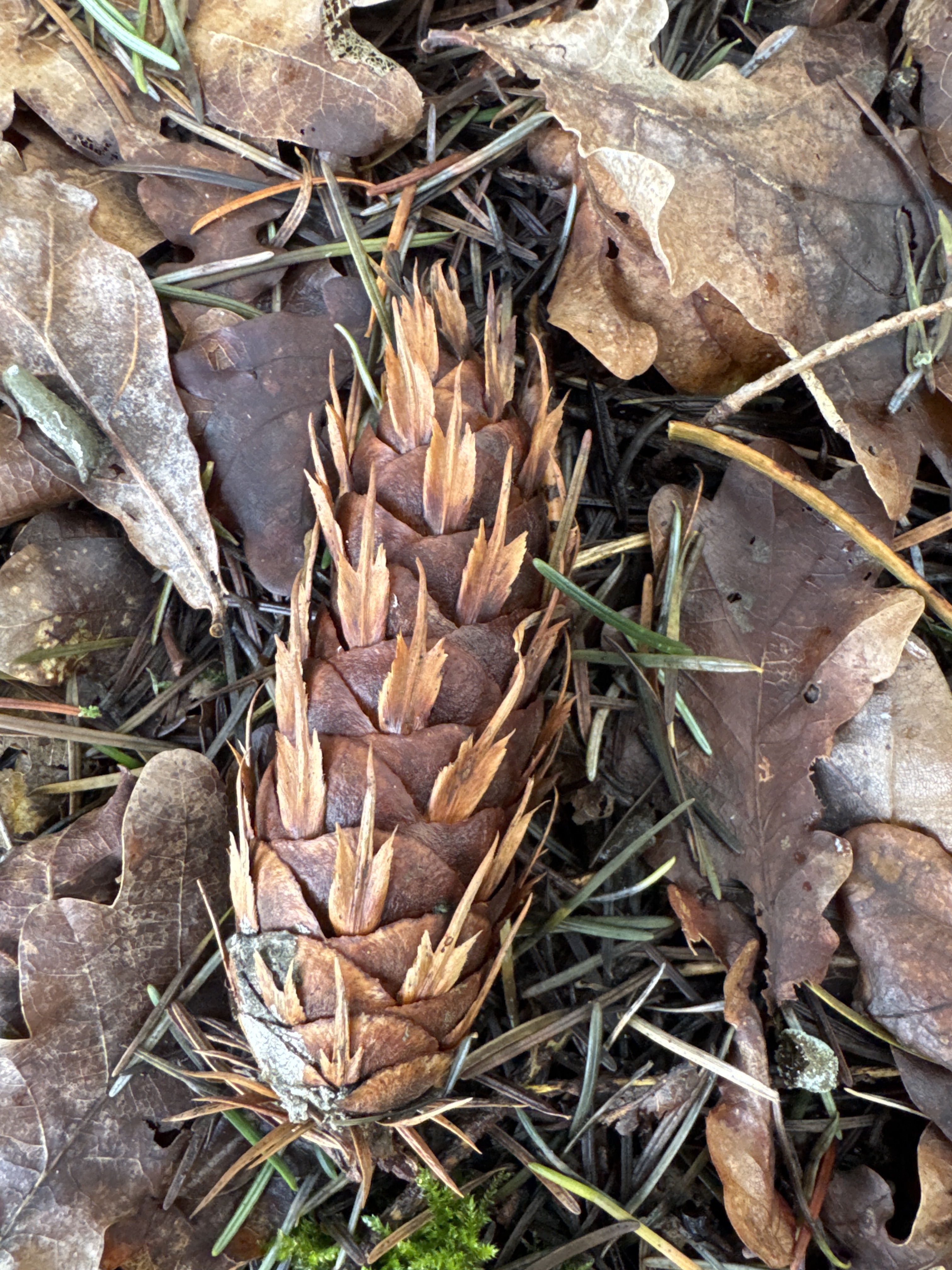 Wildpluk special: den en spar