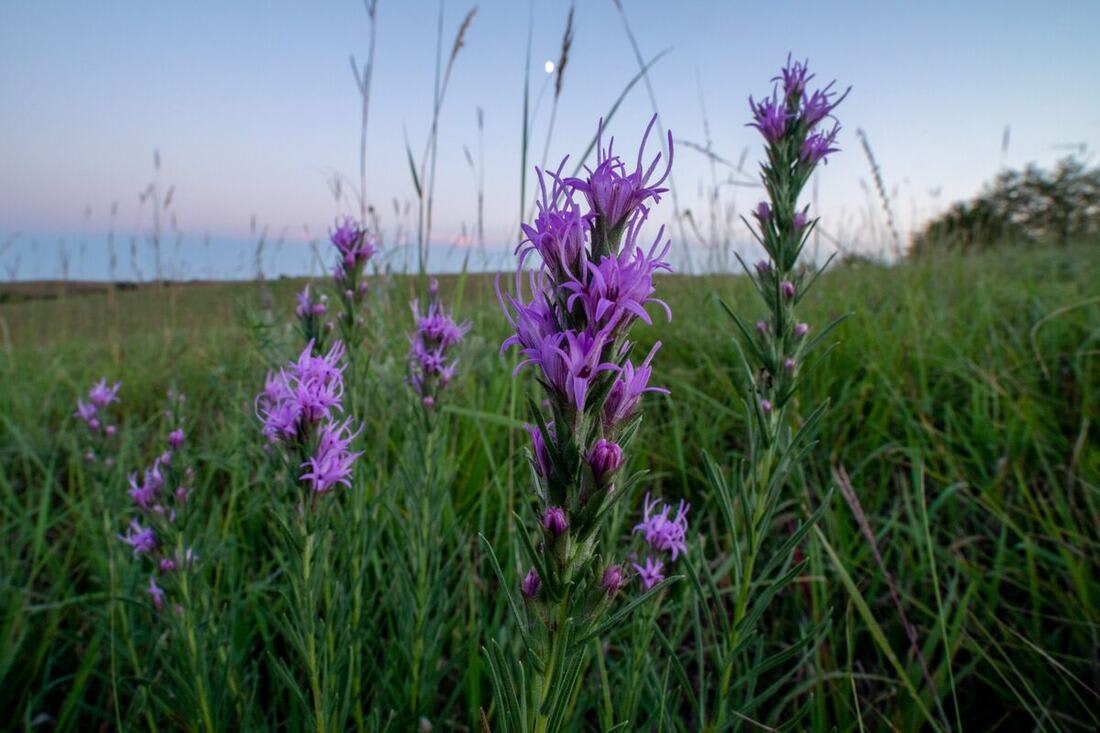 Nine-Mile Prairie