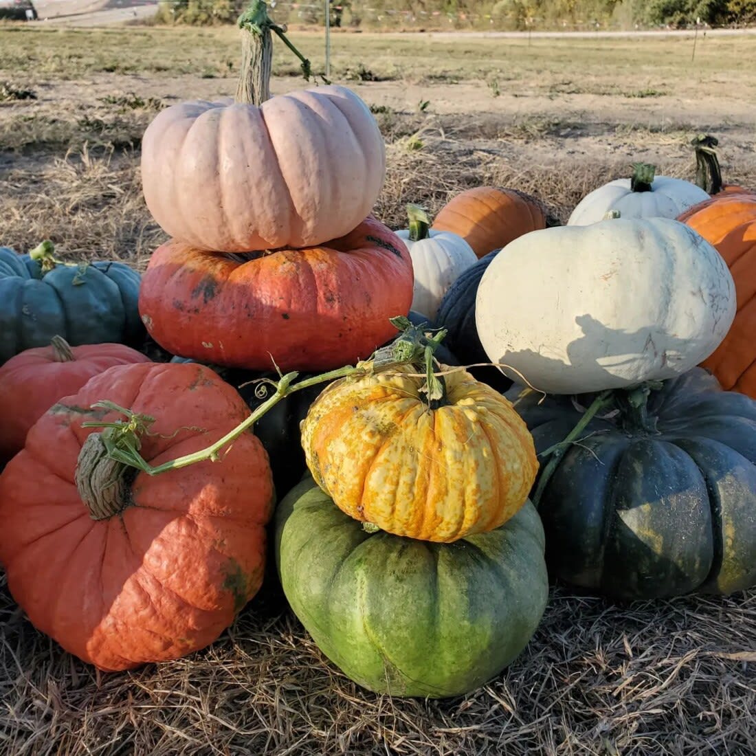 SR Pumpkin & Flower Farm