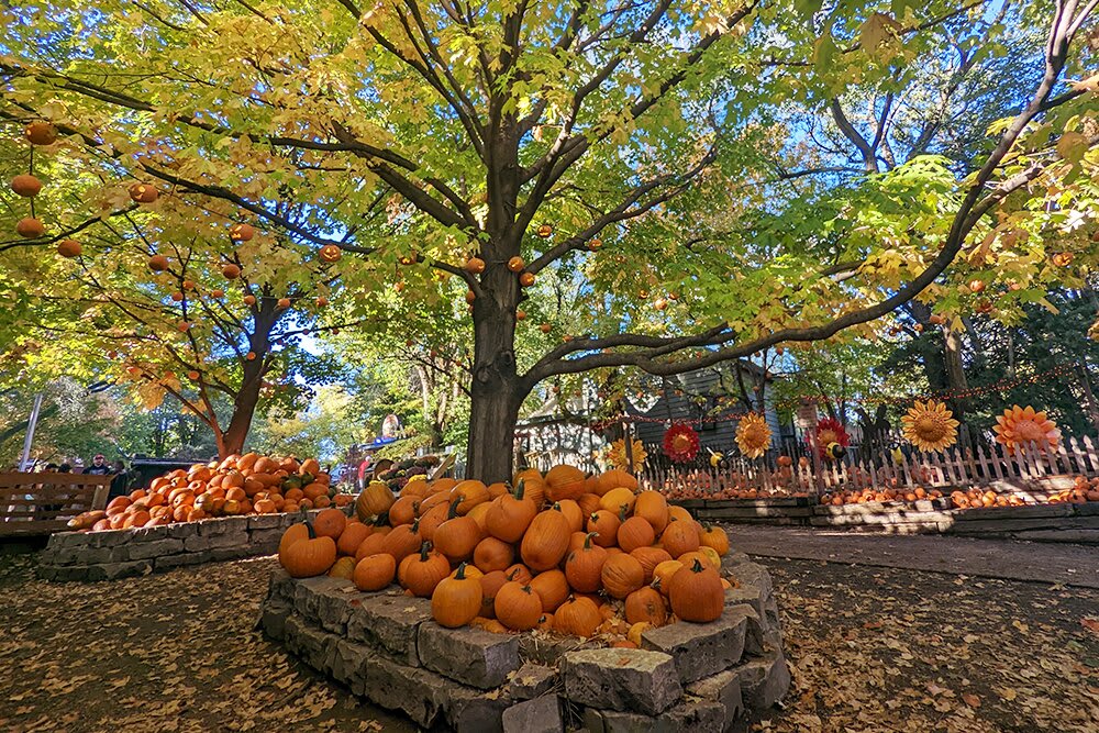 Vala's Pumpkin Patch, Gretna