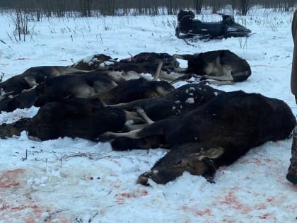 Чиновники ярославского правительства занизили ущерб от бойни лосей