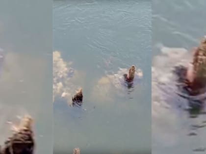 Жители Ростовского района бьют тревогу: канализационные стоки загрязняют реку Векса