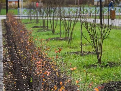 Преимущества живой изгороди из кизильника